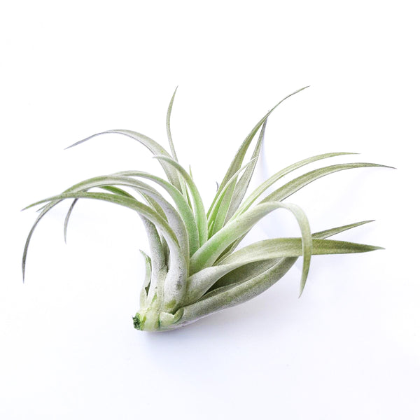 air plants phoenix Medium Size Air Plant | Species Tillandsia Harrisii 3"-4"