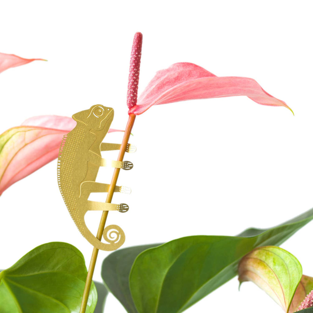 Plant Animal - Chameleon, plant decoration