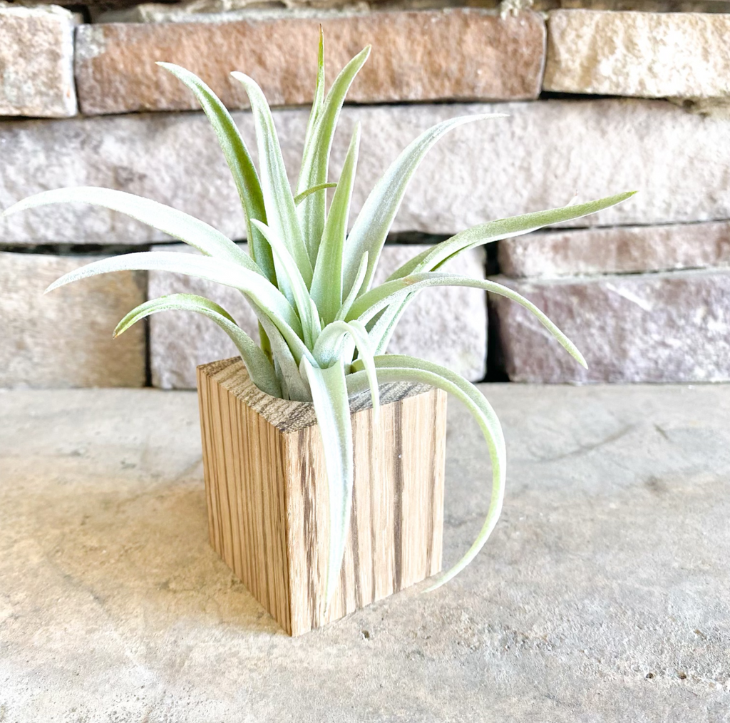 Natural Wood Pot Gift Box | Wood Planter + Air Plant + 2 Soy Candles | Choose Your Occasion