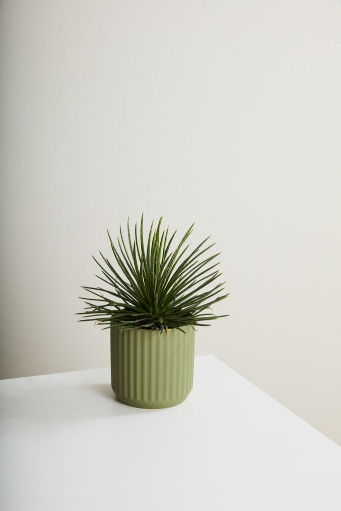 Beam Plant Pot | Green