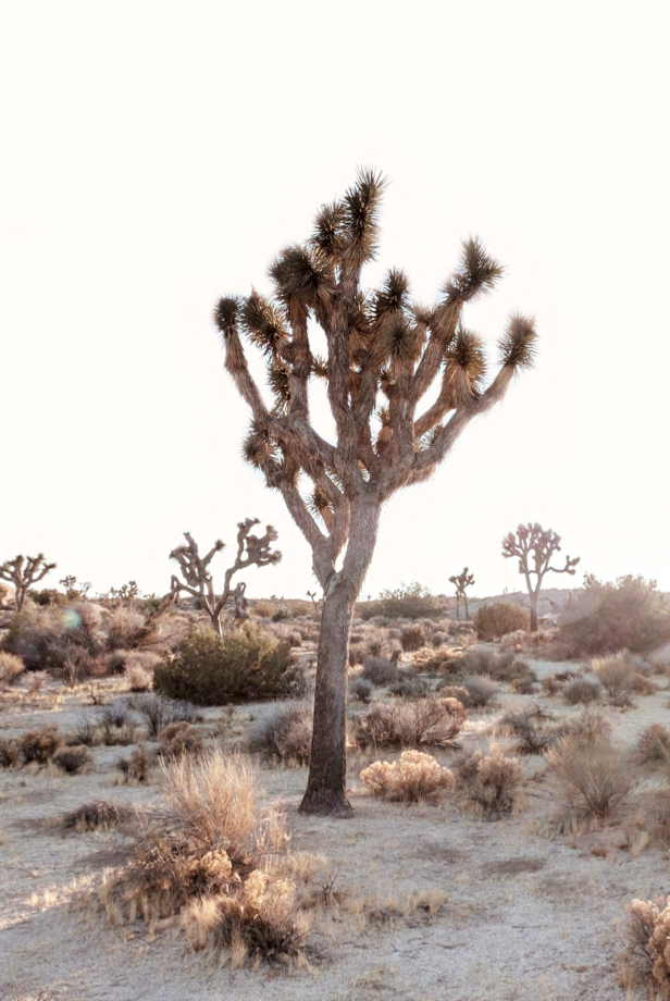 Desert Joshua Tree  Art Print 12” x 18”