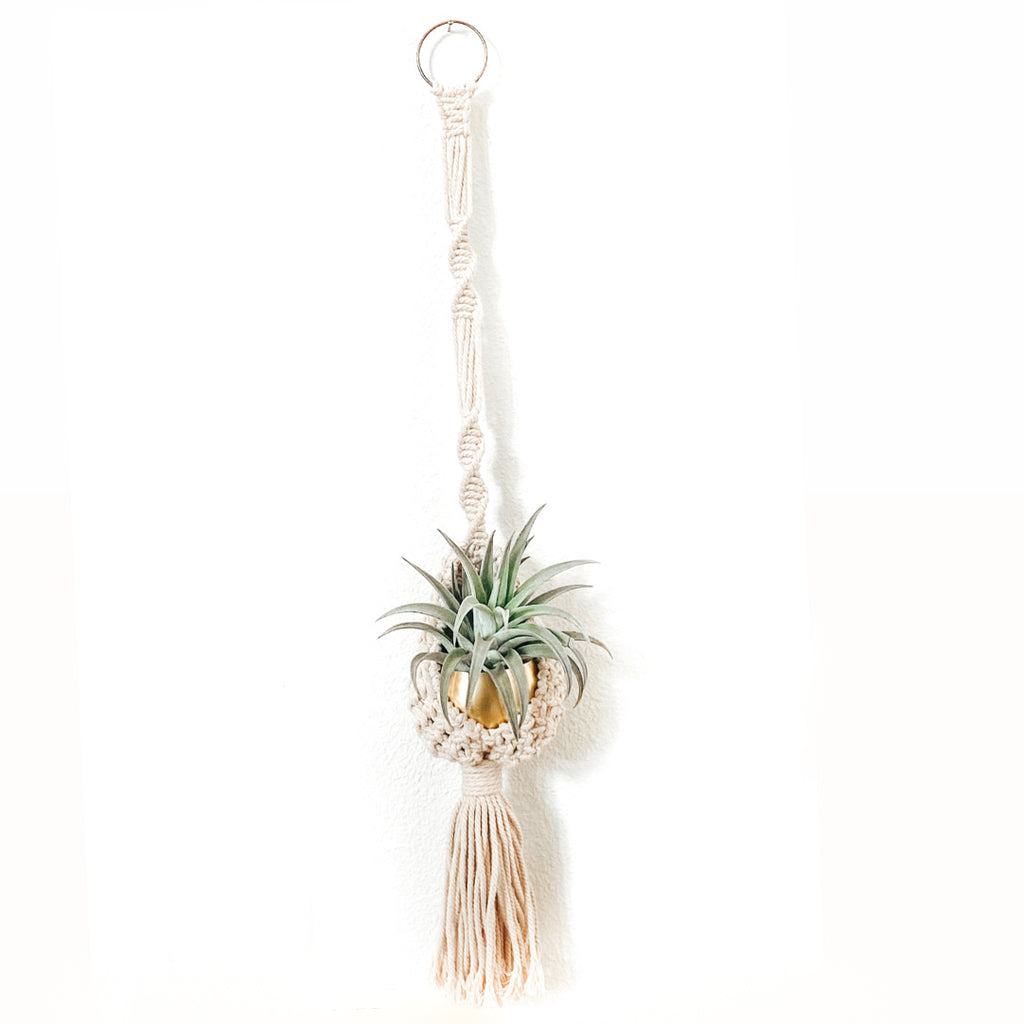 Bella Gift Box | Macrame Hanger + Air Plant + Gold Pot | Choose your Occasion