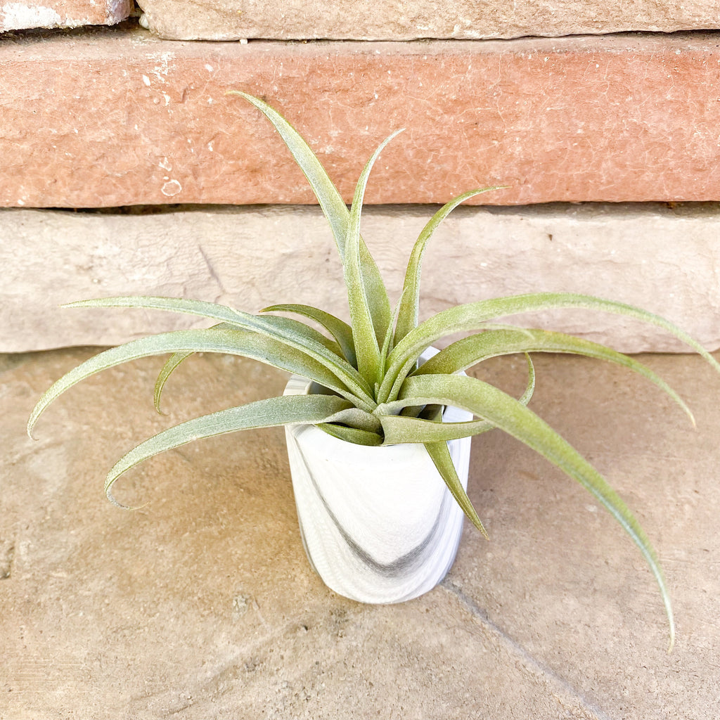 Marble Planter Gift Box | Air Plant + 2 Soy Candles