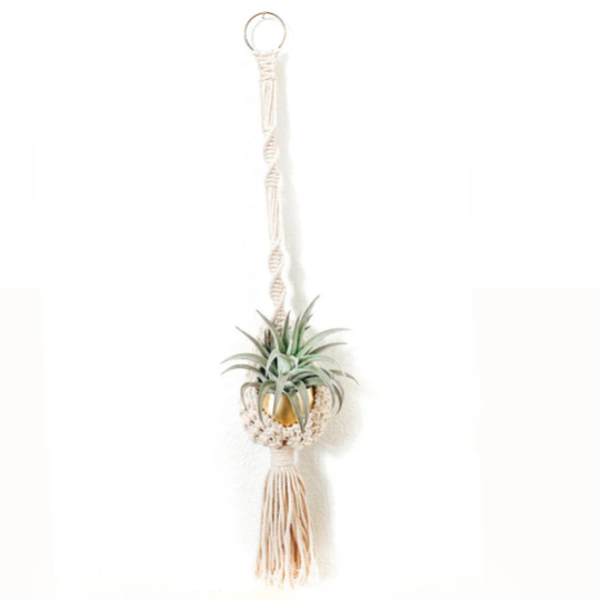 Bella Gift Box |  Macrame Hanger + Air Plant + Soy Candle | Choose your Occasion