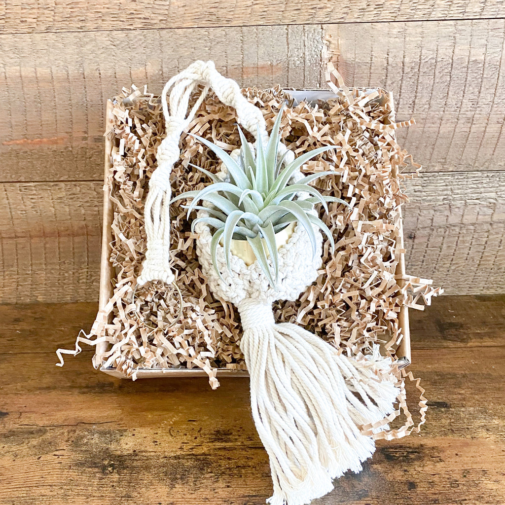 Bella Gift Box | Macrame Hanger + Air Plant + Gold Pot | Choose your Occasion