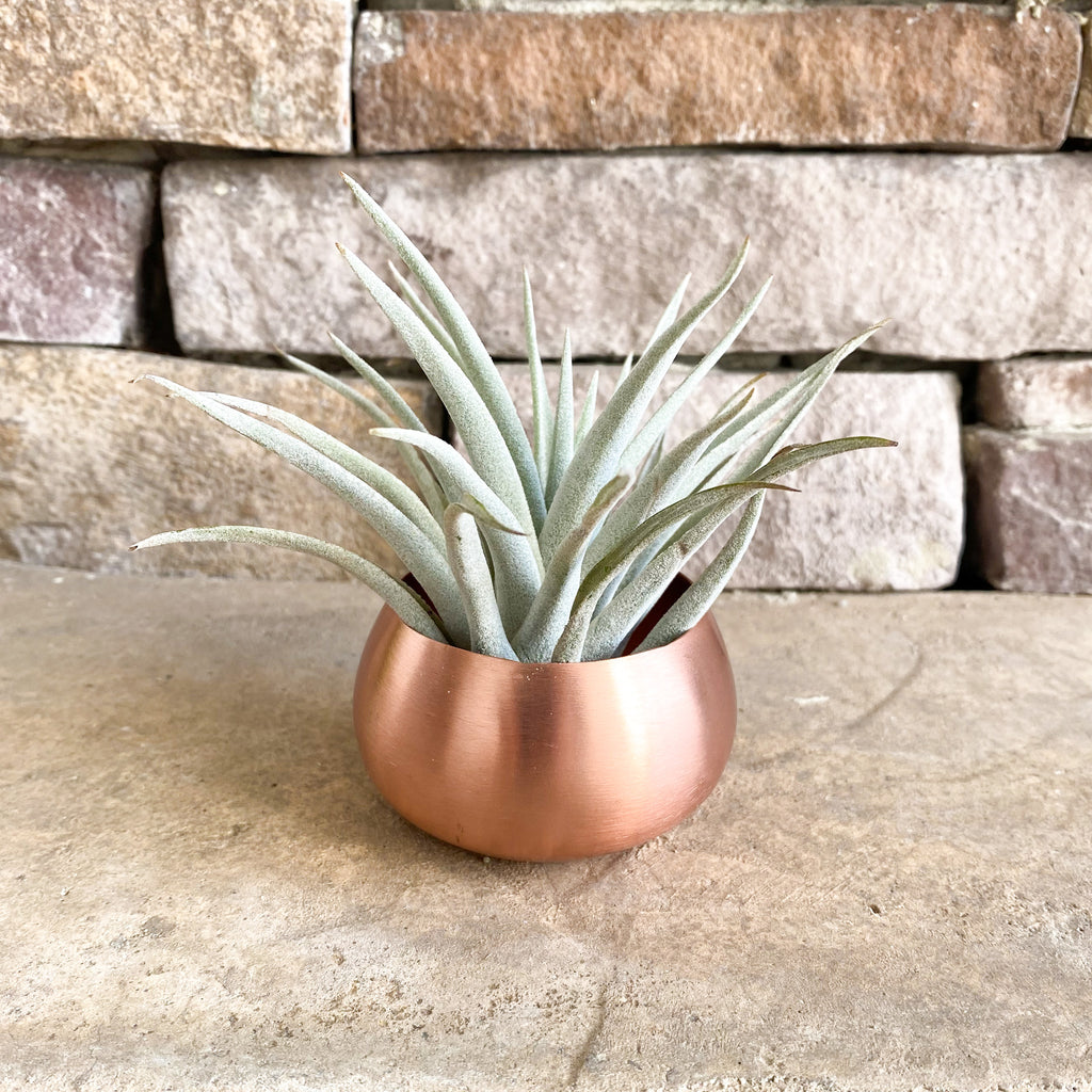 rose gold potted plant Valentine's Day Gift Box | Live Air Plant in Rose Gold Pot and Soy Can