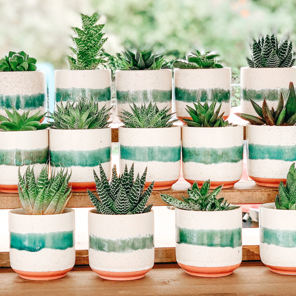 Succulent Gift Box | Live Plant + Large Soy Candles | Choose Your Occasion