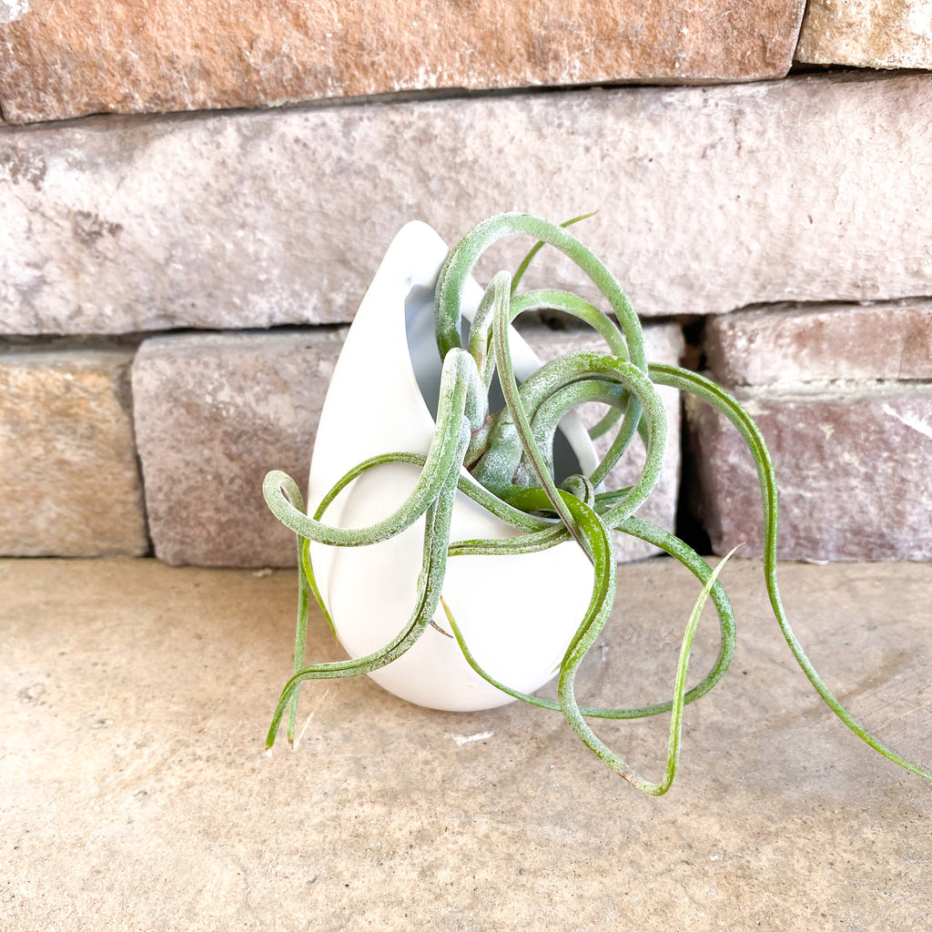 Valentine's Day Gift Box | Live Air Plant in White Pot and Soy Candle