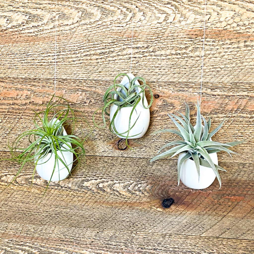 Valentine's Day Gift Box | Live Air Plant in White Pot and Soy Candle