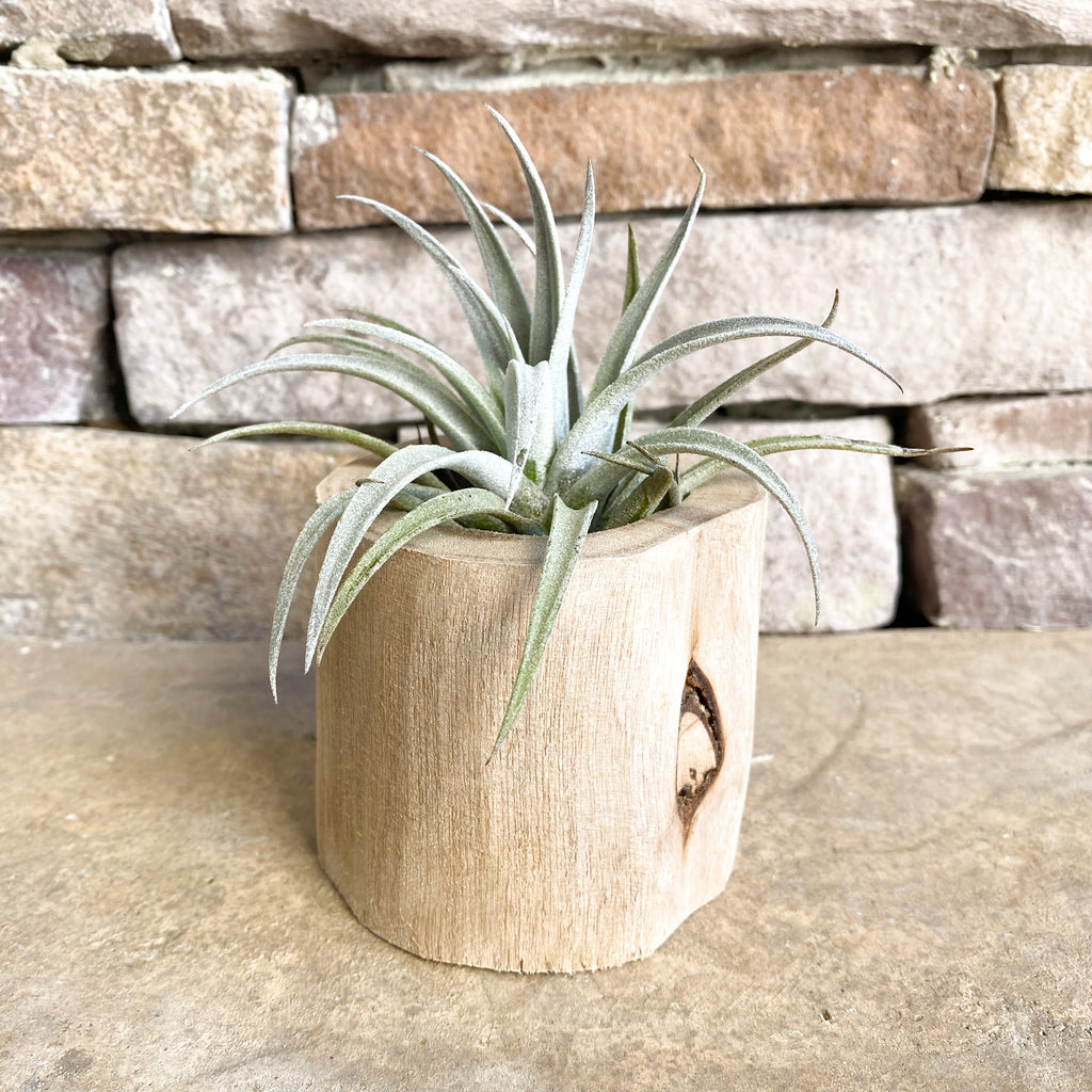 Live Succulent Air Plant in a Driftwood Planter
