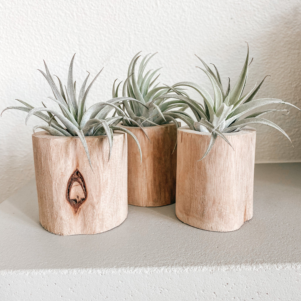 Live Succulent Air Plant in a Driftwood Planter