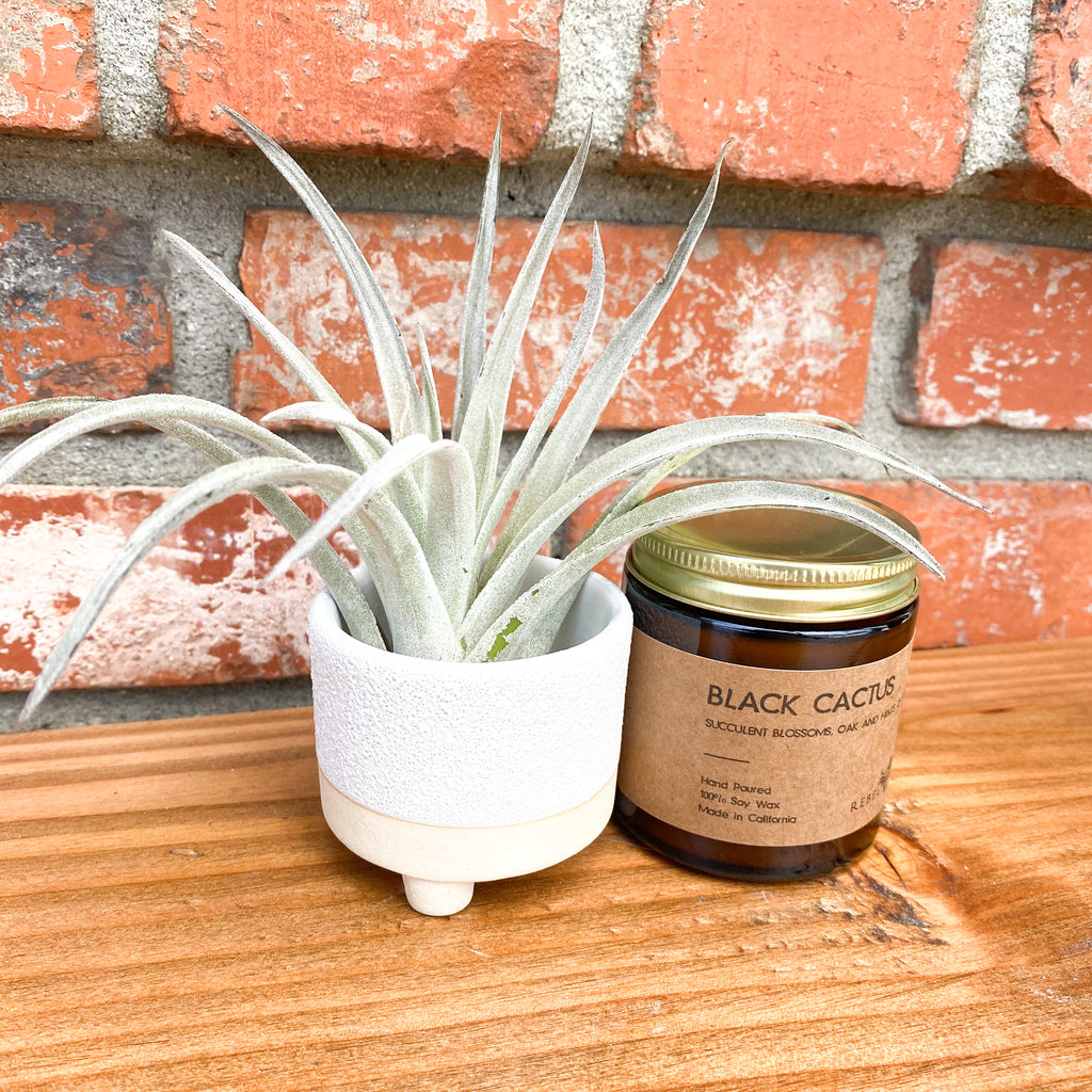 Footy Gift Box | Air Plant + Soy Candle | Choose Your Occasion