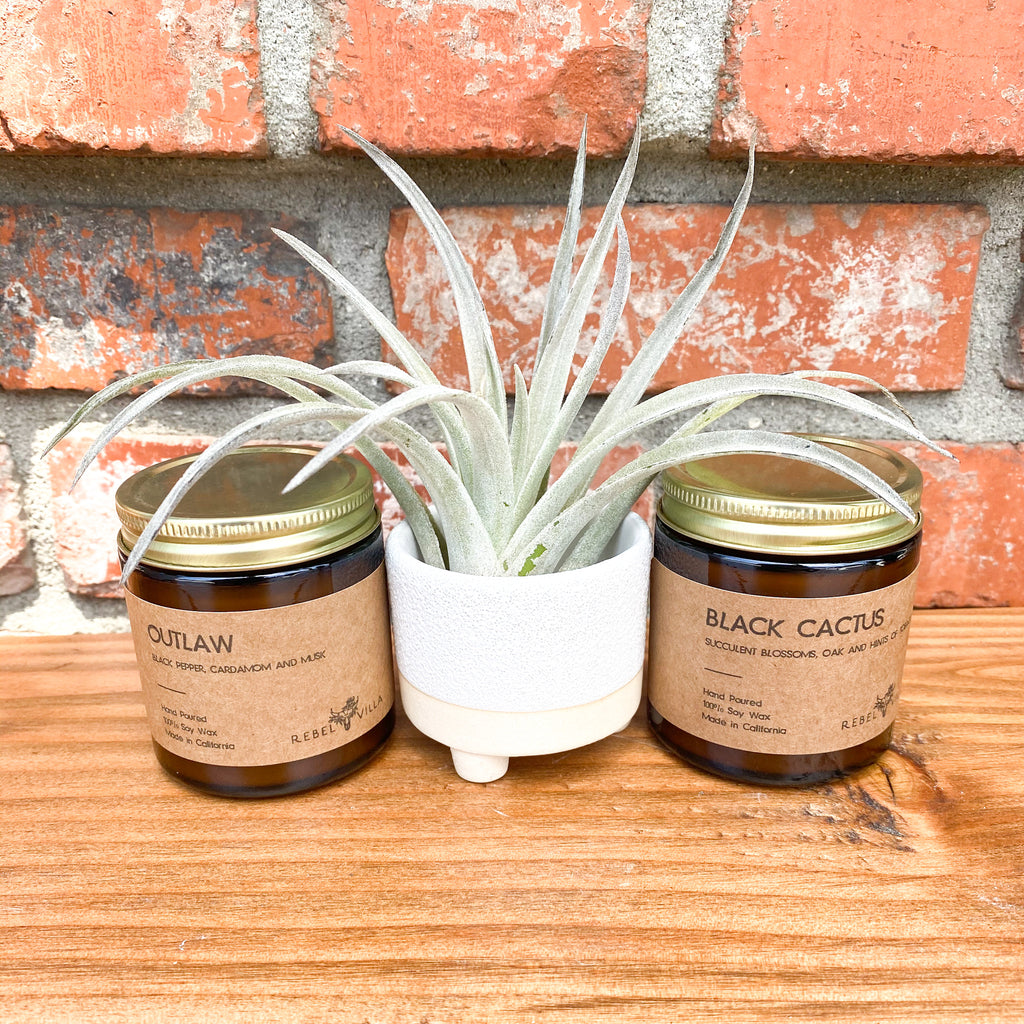 Footy Gift Box | Air Plant + 2 Soy Candles | Choose Your Occasion