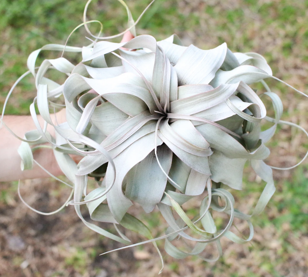 XL Tillandsia Xerographica Air Plant