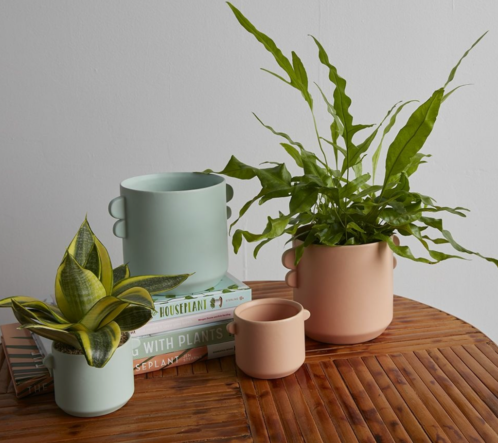 Jamye Pot