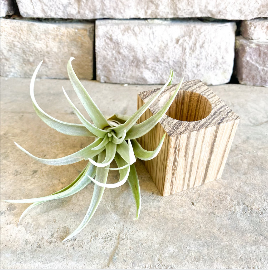 Natural Wood Pot Gift Box | Wood Planter + Air Plant + Soy Candle | Choose Your Occasion