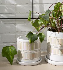 Linden Pot
