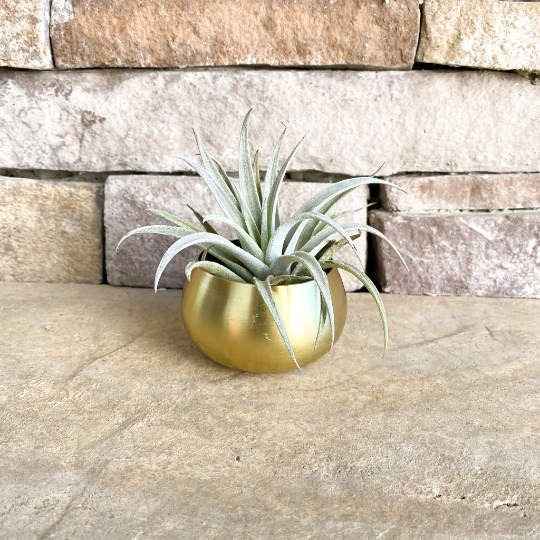 Happy New Year Gift Box | Gold Planter + Air Plant +  Soy Candle