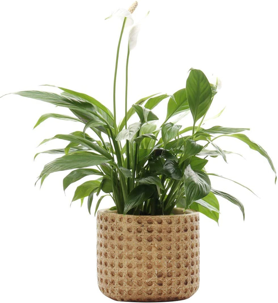 Woven Cane Ceramic Planter