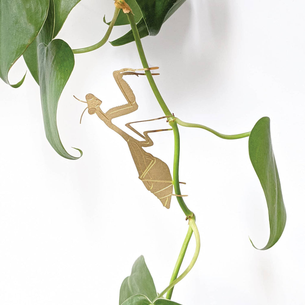 Plant Animal - Praying Mantis, insect decoration