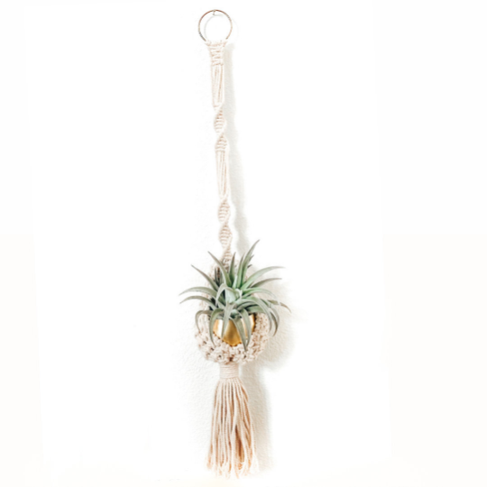 BELLA | Small Macrame Hanger + Air Plant