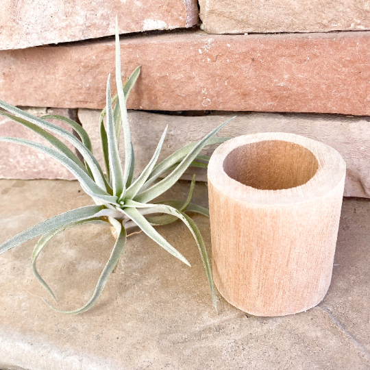 Happy New Year Gift Box | Gold Mister + Air Plant + Driftwood Pot + Candle