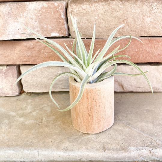 driftwood plant pot Happy Holidays Gift Box | Gold Mister + Air Plant + Driftwood Pot + Ca