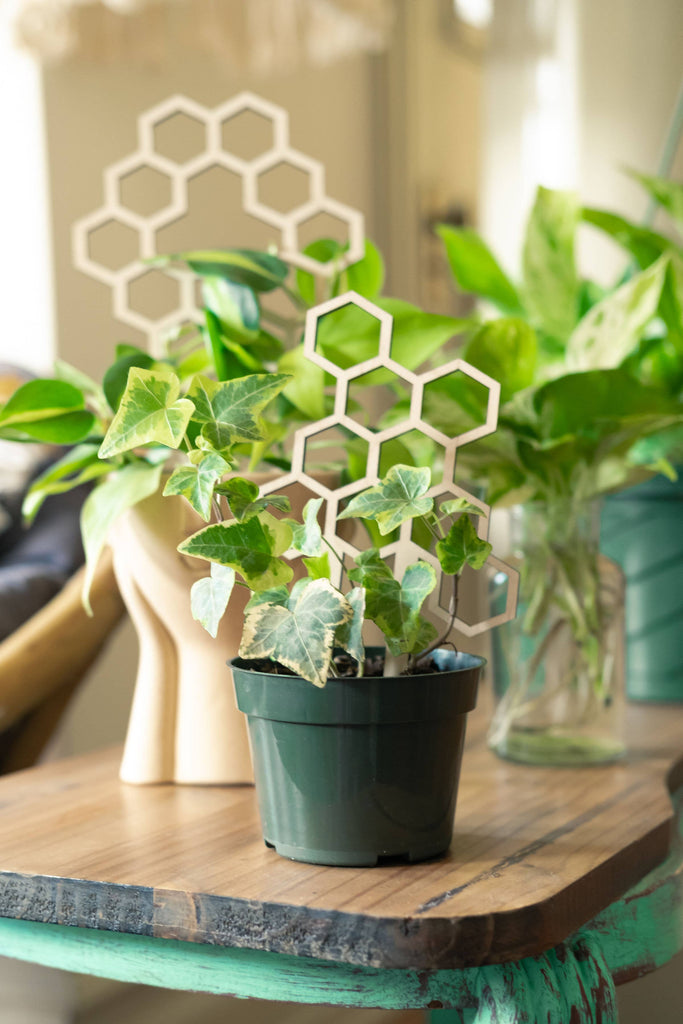 7.5” Honeycomb Plant Trellis