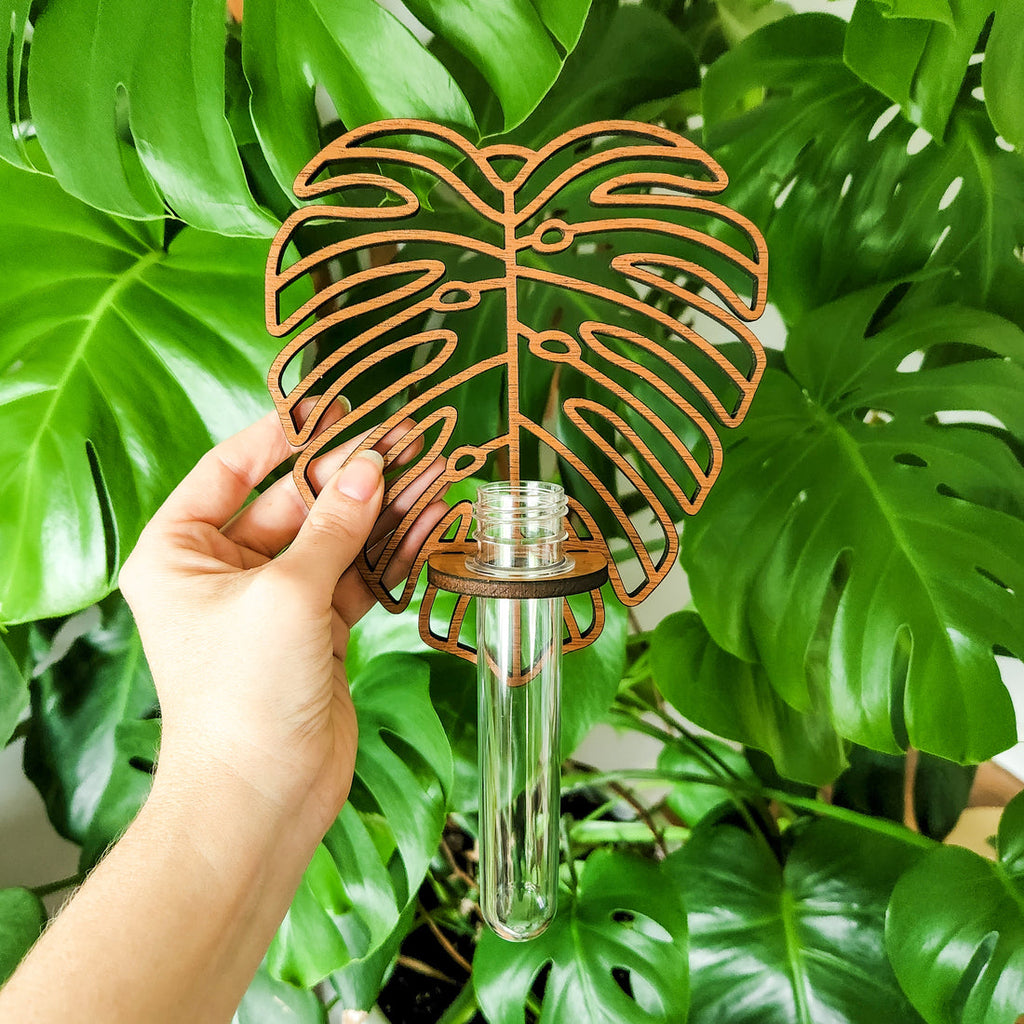 Monstera Propagation Station