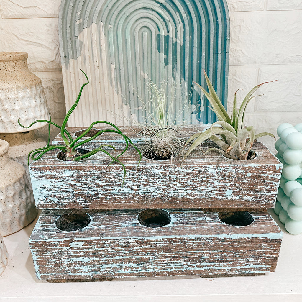 Air Plant Wooden Trio Planter