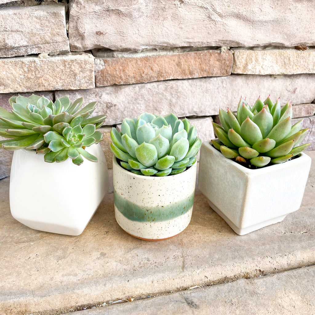 succulents in votive holders Succulent Gift Box | Live Plant + Soy Candles + Gold Votive | Choose Y