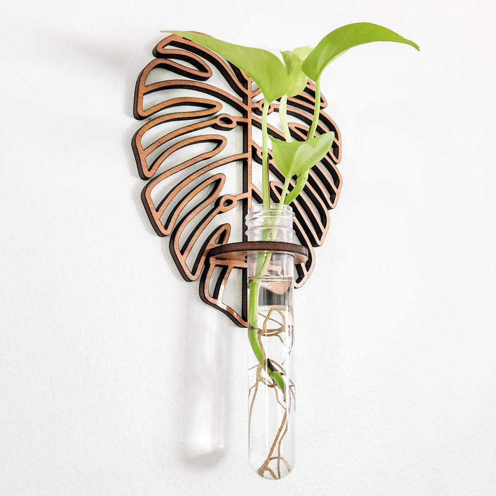 Monstera Propagation Station