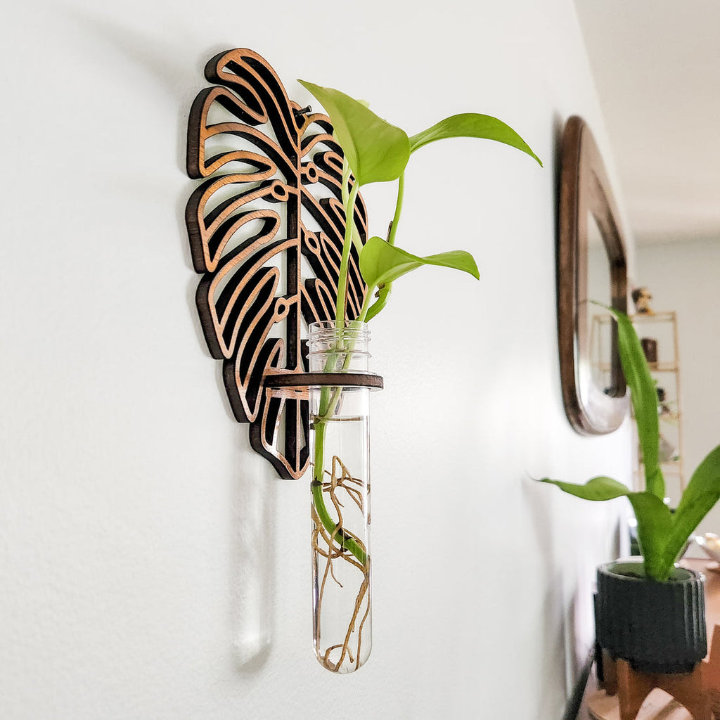 Monstera Propagation Station