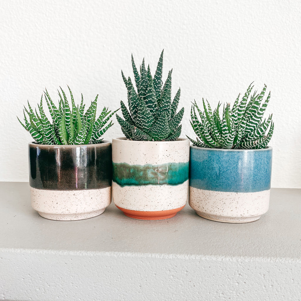 Thankful For You Fall Gift Box | Succulent + 2 Candles