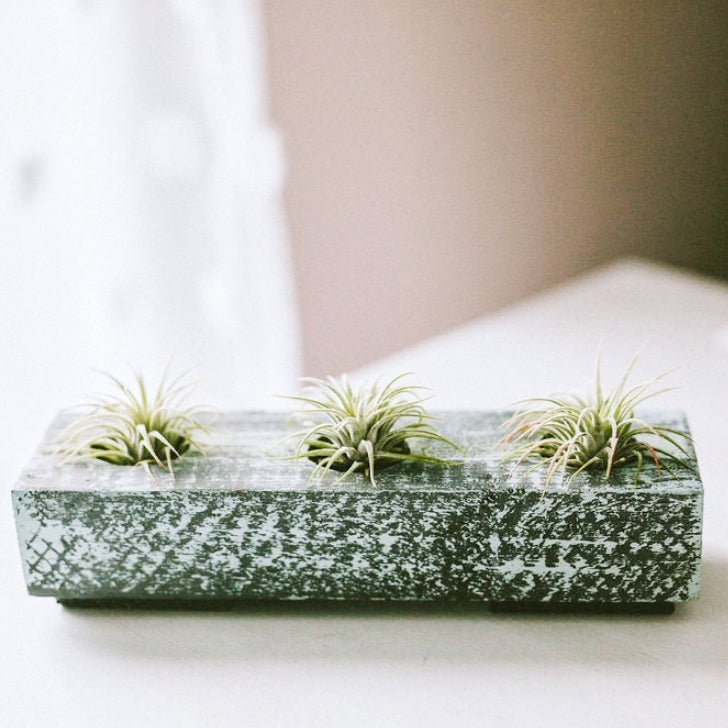 Air Plant Wooden Trio Planter