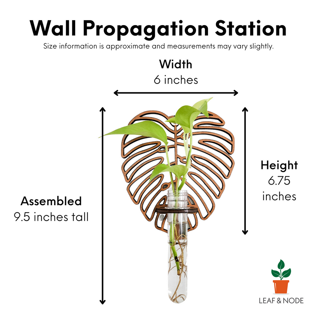 Monstera Propagation Station