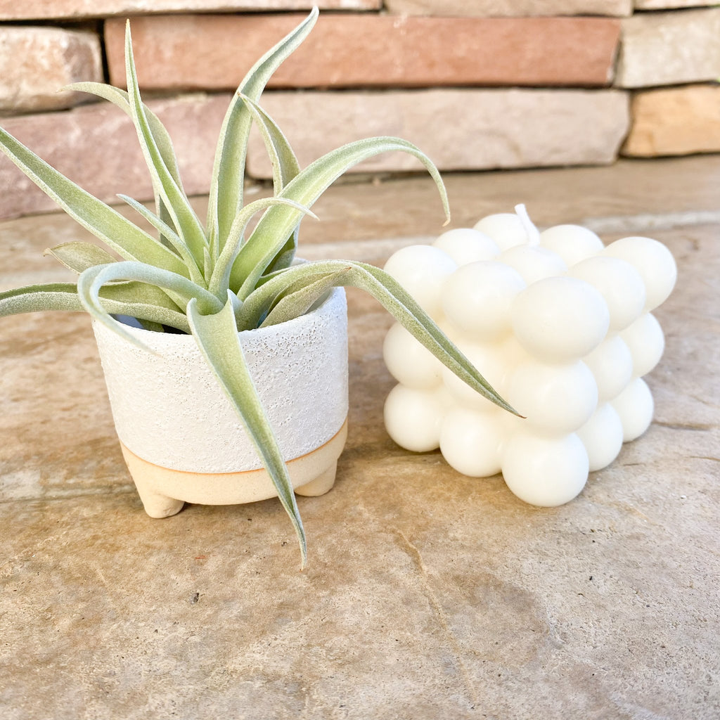 Happy Holidays Bubble Candle Gift Box | Air Plant + Cube Bubble Candle