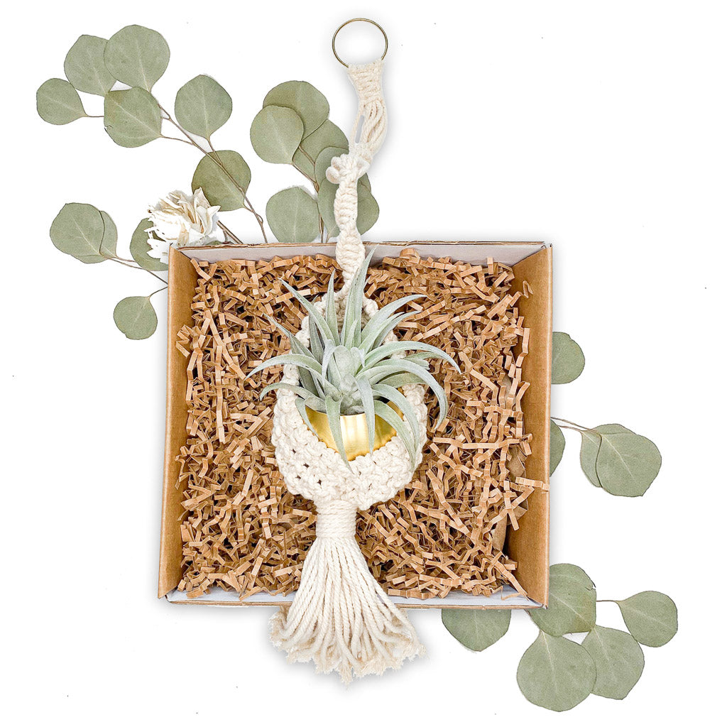 plant hanger box PRE ORDER | Christmas Gift Box Set | Macrame Wall Hanging + Gold Votive +  Live Air Plant